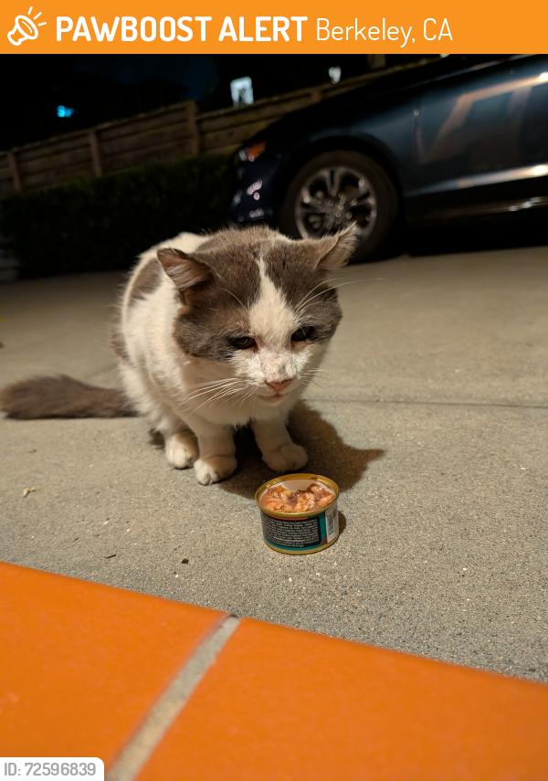 Found/Stray Unknown Cat last seen 5th and channing, Berkeley, CA 94710