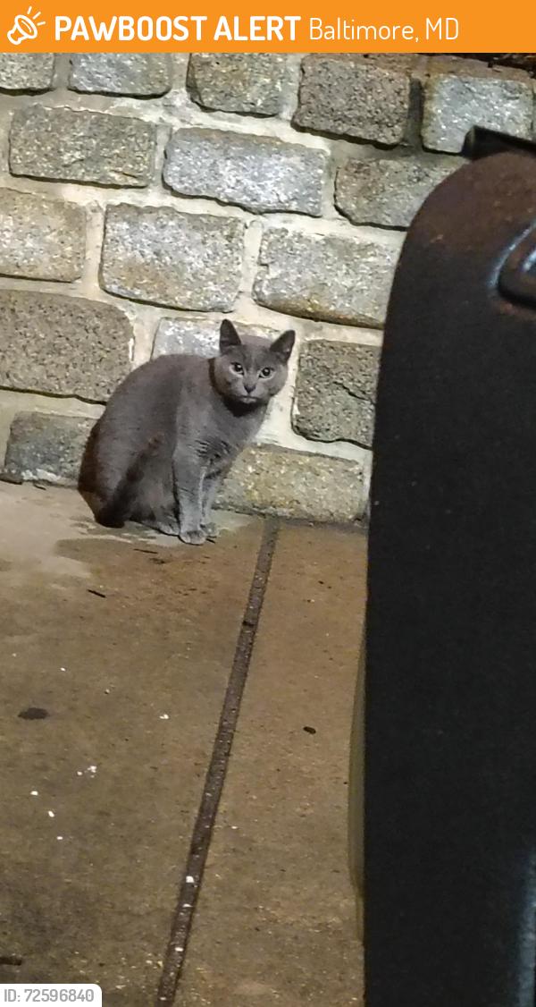 Found/Stray Female Cat last seen Baltimore City , Baltimore, MD 21201