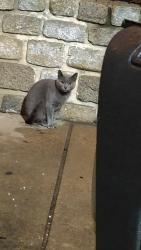 Found/Stray Female Cat last seen Baltimore City , Baltimore, MD 21201