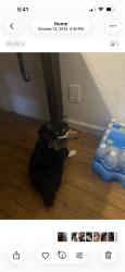 Lost Female Cat last seen Butterfly grove apmts, Fresno, CA 93710