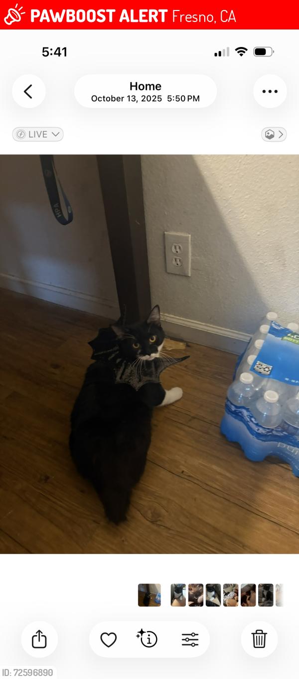 Lost Female Cat last seen Butterfly grove apmts, Fresno, CA 93710