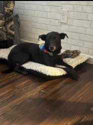 Lost Female Dog last seen Near Baisley Blvd, Jamaica, NY 11434, Queens, NY 11434