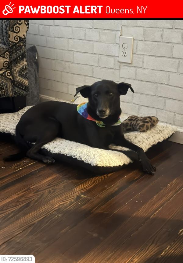 Lost Female Dog last seen Near Baisley Blvd, Jamaica, NY 11434, Queens, NY 11434