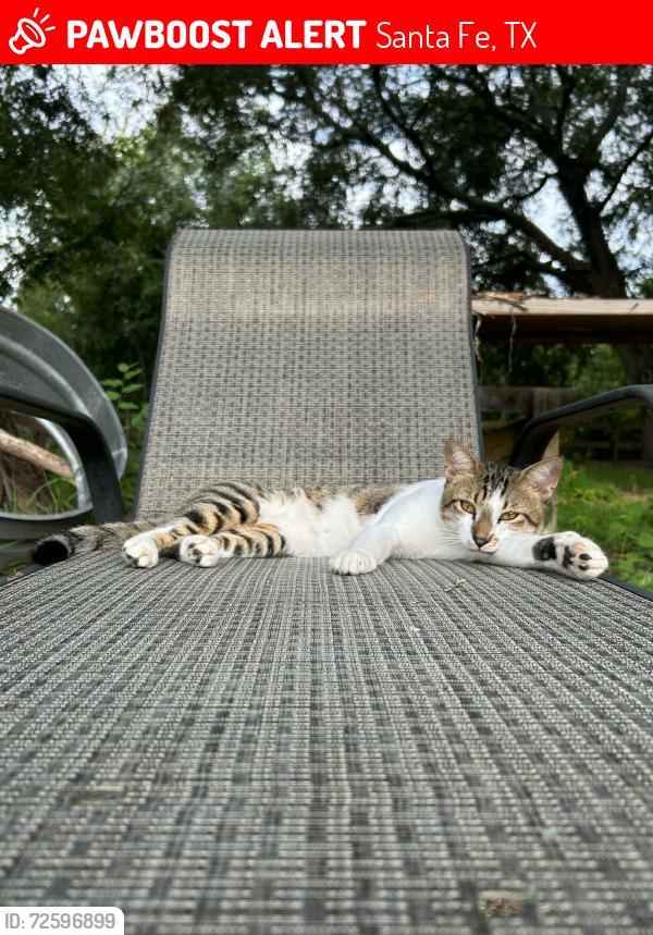 Lost Male Cat last seen Avuenue C 1/2 Santa Fe Texas, Santa Fe, TX 77510
