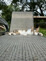 Lost Male Cat last seen Avuenue C 1/2 Santa Fe Texas, Santa Fe, TX 77510