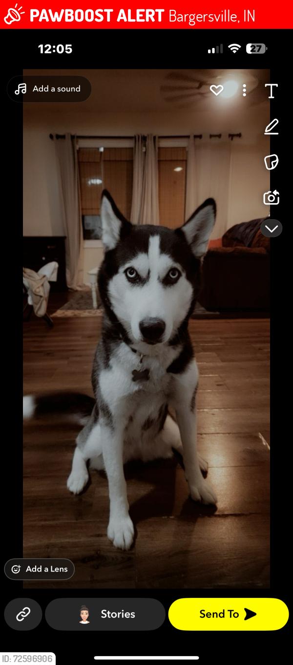 Lost Female Dog last seen Taxman brewery , Bargersville, IN 46106
