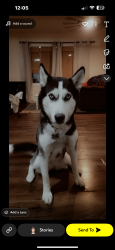 Lost Female Dog last seen Taxman brewery , Bargersville, IN 46106