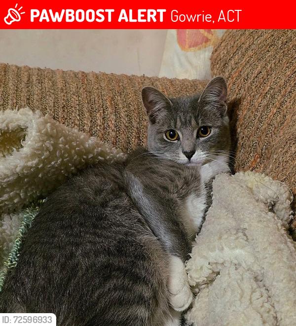 Lost Female Cat last seen Conway Place Gowrie, Gowrie, ACT 2904