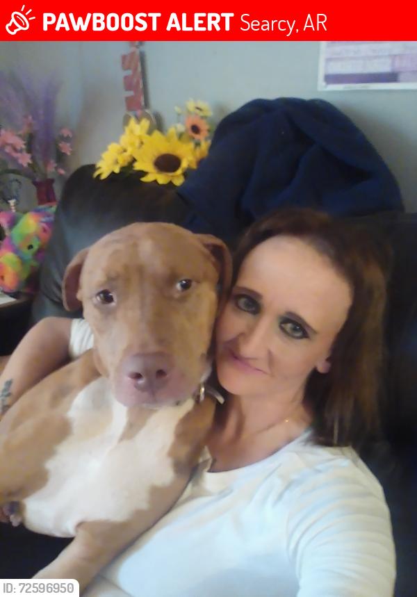 Lost Female Dog last seen Main st , Searcy, AR 72145