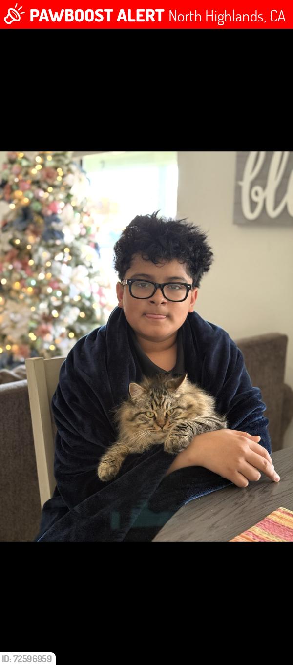 Lost Male Cat last seen Melrose dr, North Highlands, CA 95660