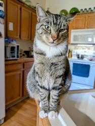 Lost Male Cat last seen Cross street -111 th street, Vancouver, WA 98662