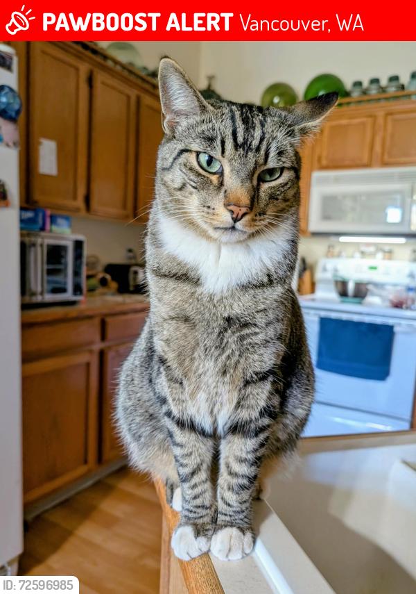 Lost Male Cat last seen Cross street -111 th street, Vancouver, WA 98662