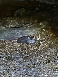 Found/Stray Unknown Cat last seen Sunset harbor/county road 25 & 155th st /county road 25, Weirsdale, FL 32195