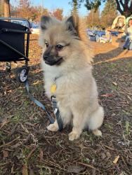 Lost Male Dog last seen Road 28 1/2 , Madera, CA 93638