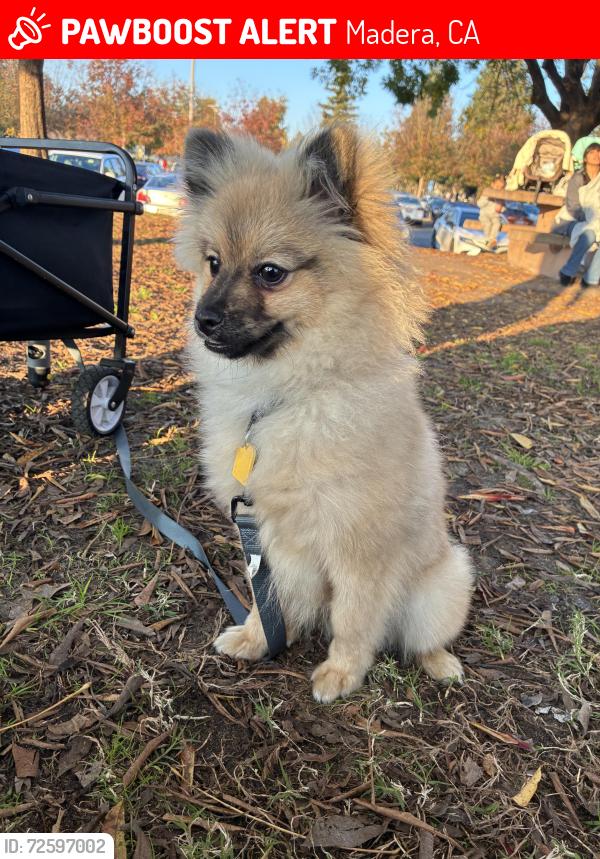 Lost Male Dog last seen Road 28 1/2 , Madera, CA 93638