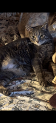Lost Male Cat last seen Florence Ave and Alta , Oakland, CA 94618