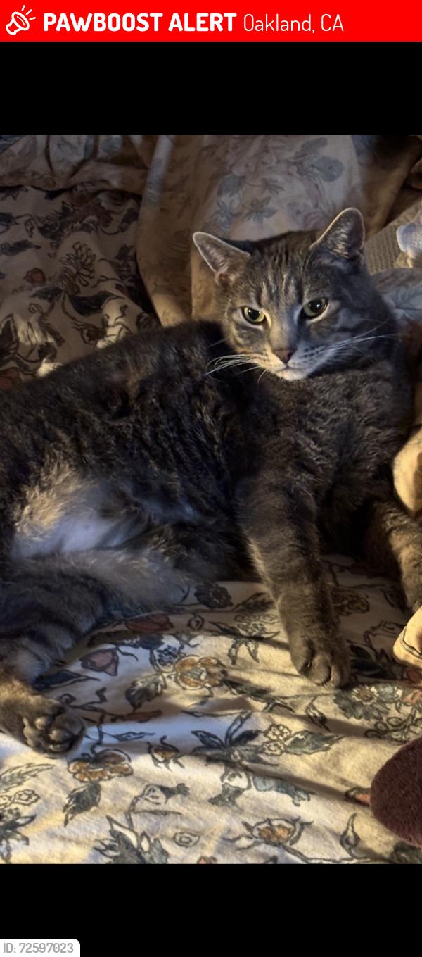 Lost Male Cat last seen Florence Ave and Alta , Oakland, CA 94618