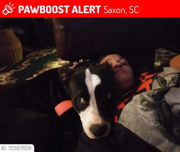 Lost Female Dog last seen Sibley street, Saxon, SC 29378