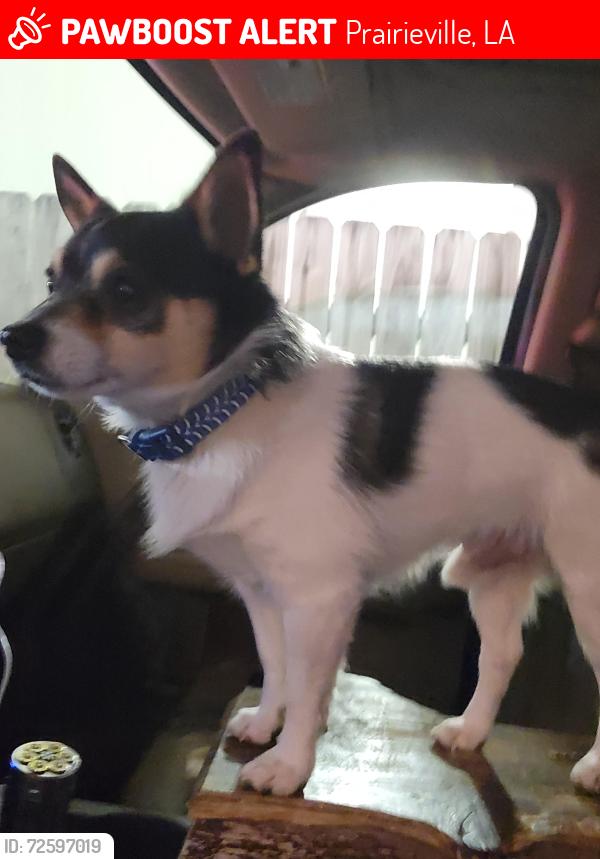 Lost Male Dog last seen Brown Rd. And Jefferson , Prairieville, LA 70769