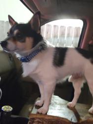 Lost Male Dog last seen Brown Rd. And Jefferson , Prairieville, LA 70769