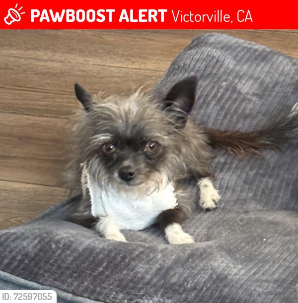 Lost Female Dog last seen Victorville , Tortoise Pl and Salamander Ln, Victorville, CA 92394