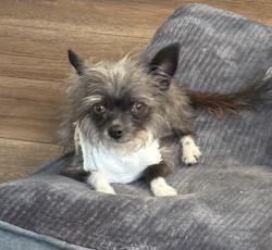 Lost Female Dog last seen Victorville , Tortoise Pl and Salamander Ln, Victorville, CA 92394