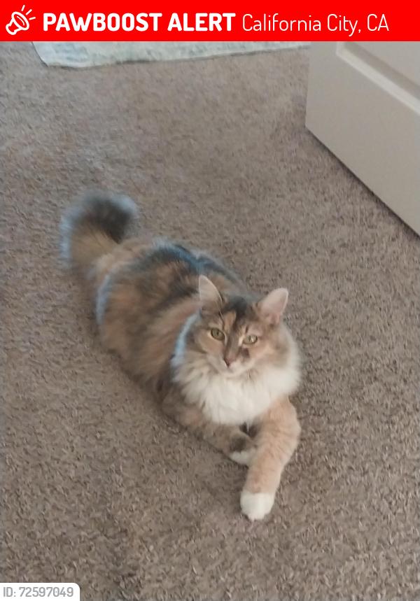 Lost Female Cat last seen Nearest Cross Streets are Conklin Blvd and Windsong St. The golfcourse was just beyond our backyard., California City, CA 93505