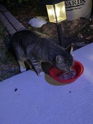 Found/Stray Unknown Cat last seen Foulmouth & Clearfield , North Port, FL 34286