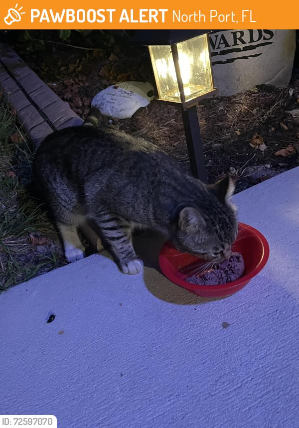 Found/Stray Unknown Cat last seen Foulmouth & Clearfield , North Port, FL 34286