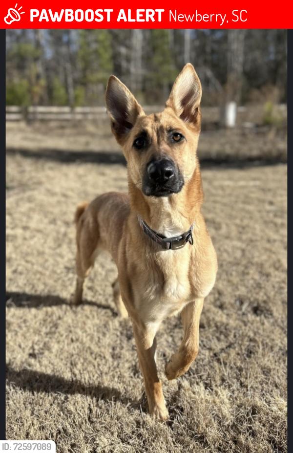 Lost Male Dog last seen Nance St, Newberry, SC 29108