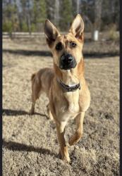 Lost Male Dog last seen Nance St, Newberry, SC 29108