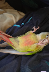 Lost Unknown Bird last seen Gaddes park, forestry with creek Coopers Plains Bovey st end, Coopers Plains, QLD 4108