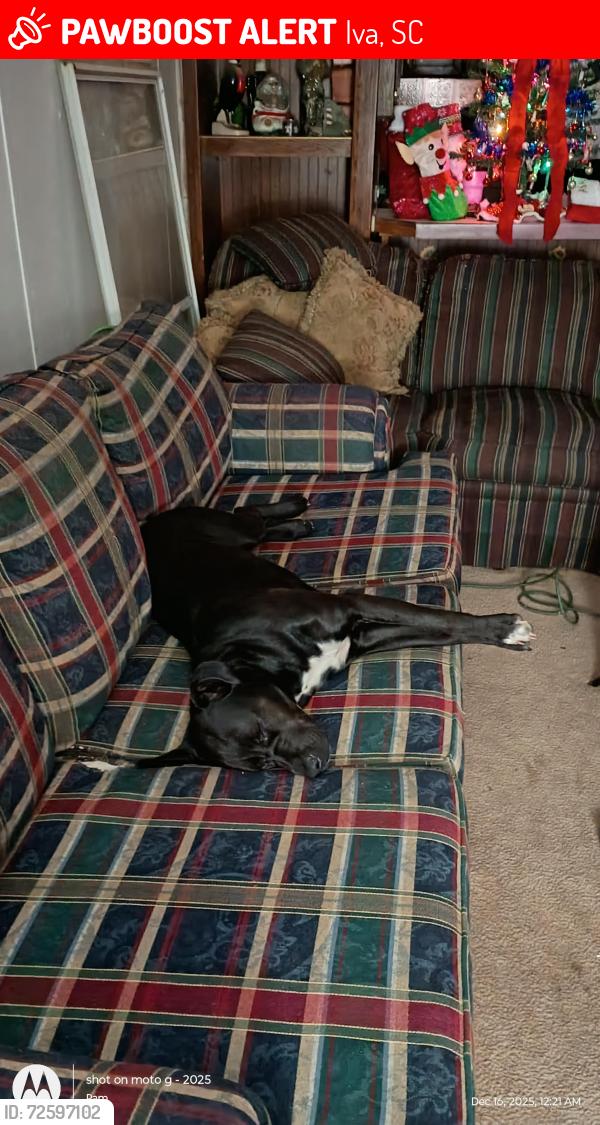 Lost Female Dog last seen Warran watt road, Iva, SC 29655