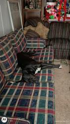 Lost Female Dog last seen Warran watt road, Iva, SC 29655