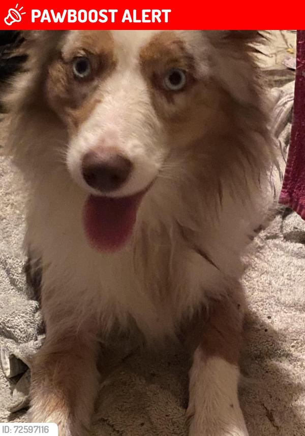 Lost Female Dog last seen Lowry, mixon, friendship church, Tangipahoa Parish, LA 70422