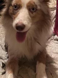 Lost Female Dog last seen Lowry, mixon, friendship church, Tangipahoa Parish, LA 70422