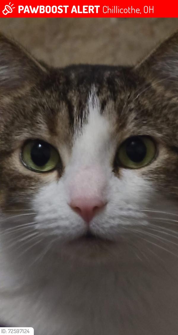 Lost Female Cat last seen Douglas avenue , Chillicothe, OH 45601