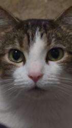 Lost Female Cat last seen Douglas avenue , Chillicothe, OH 45601