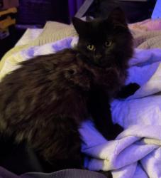 Lost Female Cat last seen Near SW Luradel St. Portland OR. 97219, Portland, OR 97219