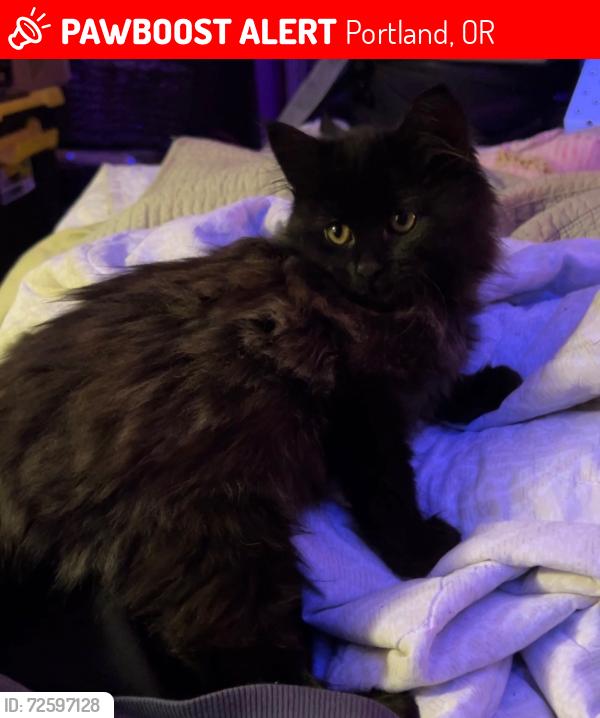 Lost Female Cat last seen Near SW Luradel St. Portland OR. 97219, Portland, OR 97219