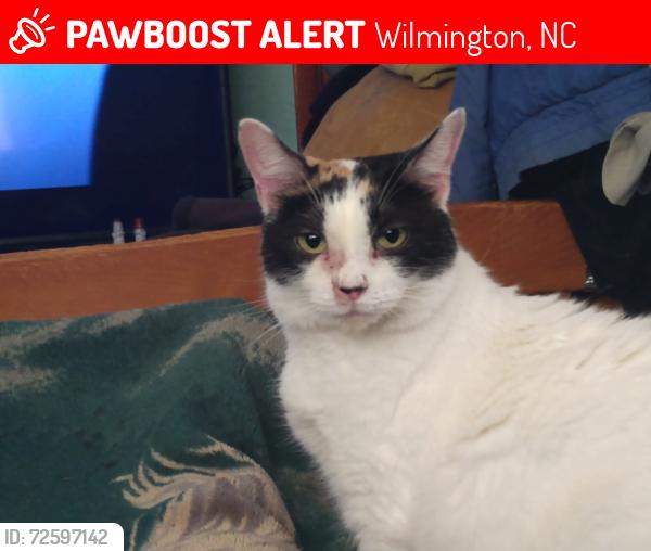 Lost Female Cat last seen Nettle's circle, twin leaf rd., Wilmington, NC 28405