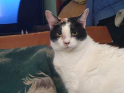 Lost Female Cat last seen Nettle's circle, twin leaf rd., Wilmington, NC 28405