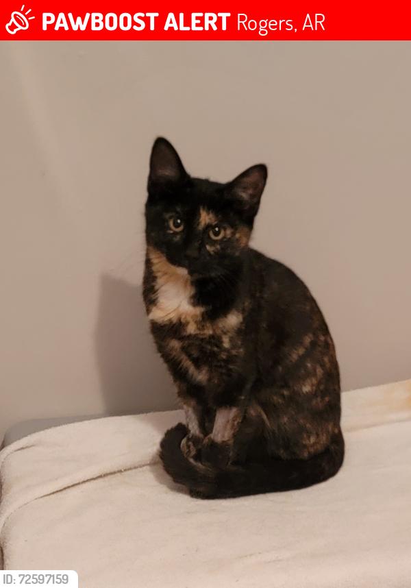 Lost Female Cat last seen Seneca and Bellview, Rogers, AR 72758