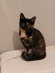 Lost Female Cat last seen Seneca and Bellview, Rogers, AR 72758