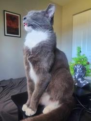 Lost Male Cat last seen Colony and 52, Hudson, FL 34669