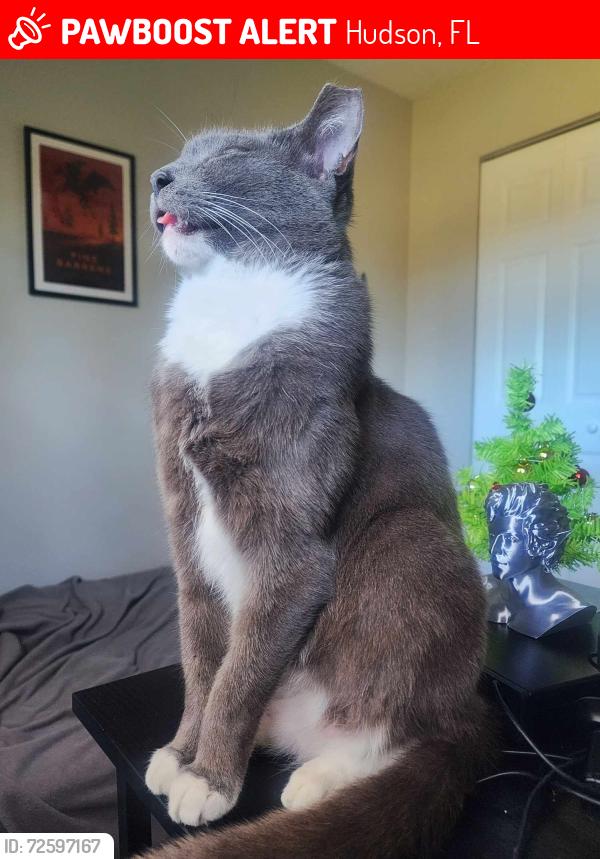 Lost Male Cat last seen Colony and 52, Hudson, FL 34669