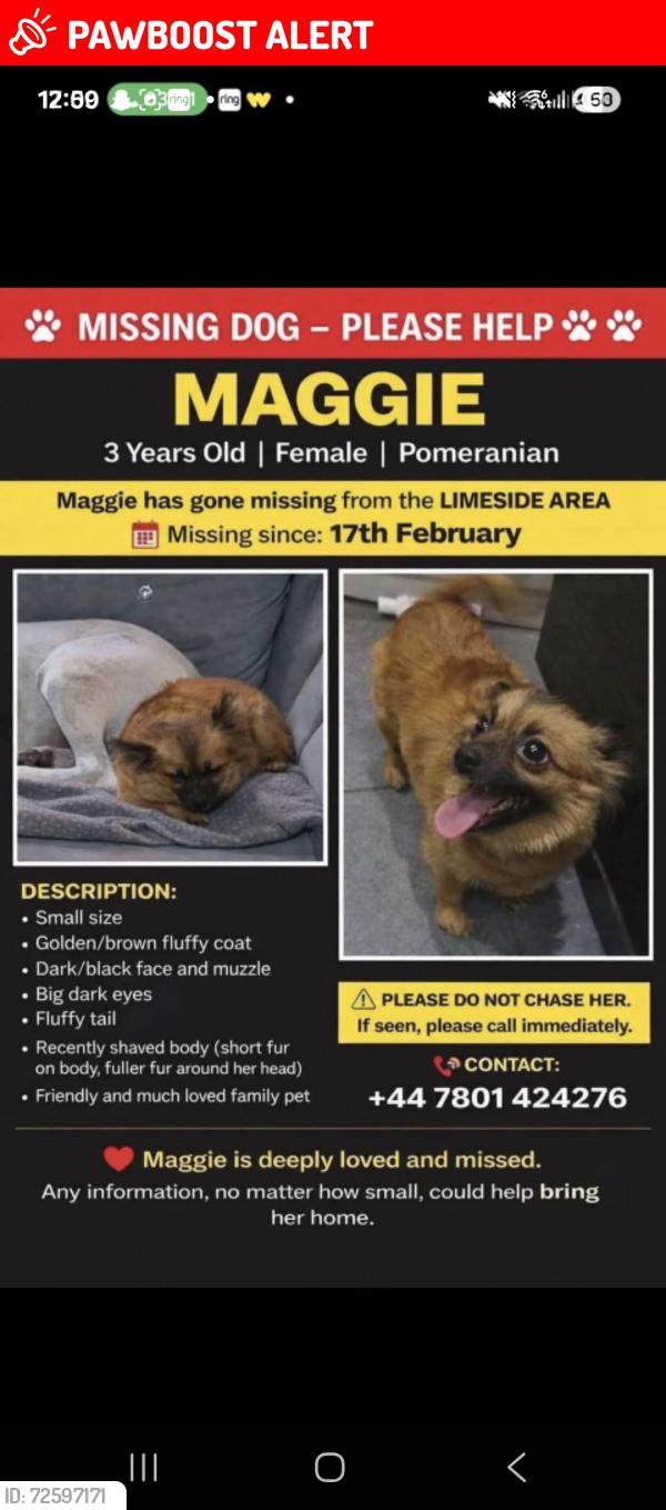 Lost Male Dog last seen Birch avenue limesidw, Lime Side, England OL8 3SQ