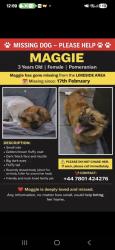 Lost Male Dog last seen Birch avenue limesidw, Lime Side, England OL8 3SQ