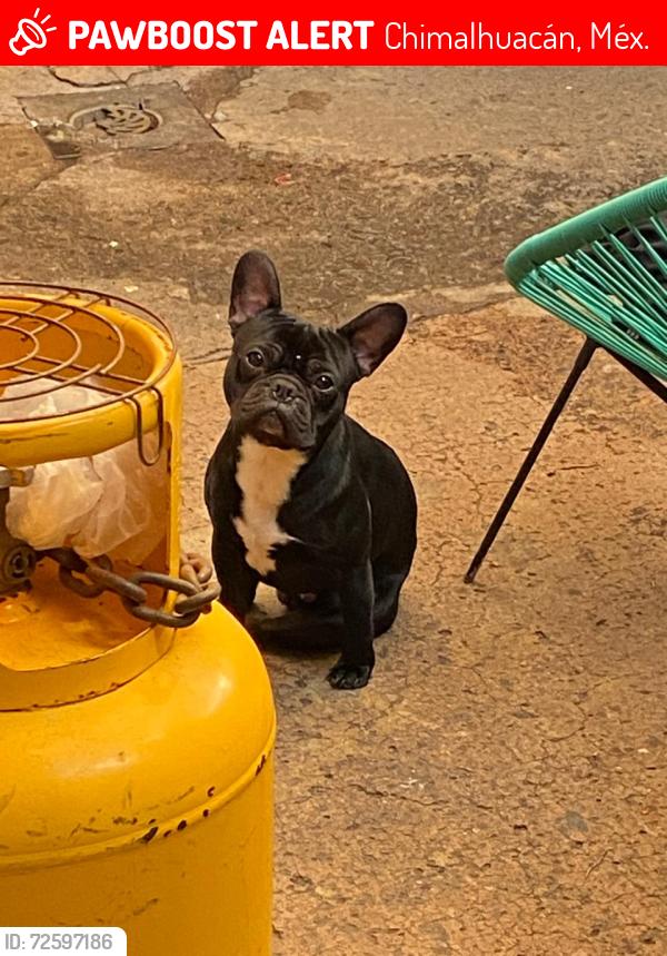 Lost Male Dog last seen Av Benito Juárez , Chimalhuacán, Méx. 56340
