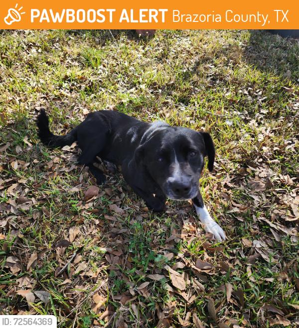 Found/Stray Male Dog last seen Cr25, Brazoria County, TX 77430